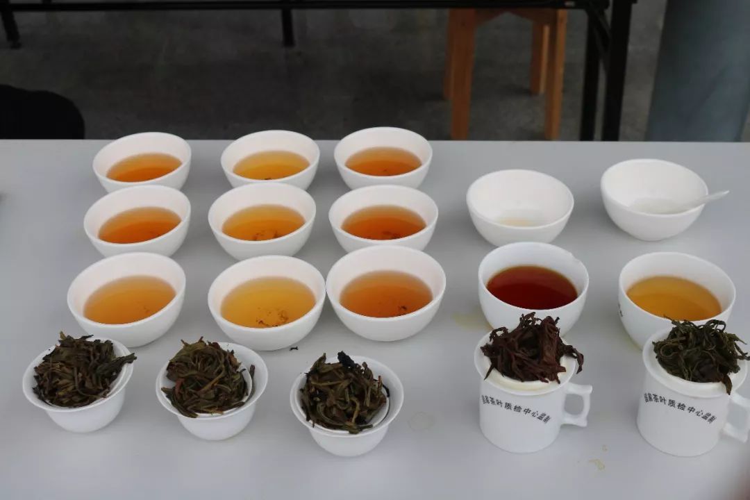 首屆廣東省評茶員技能大賽圓滿落幕，東方國際茶都飄香引才